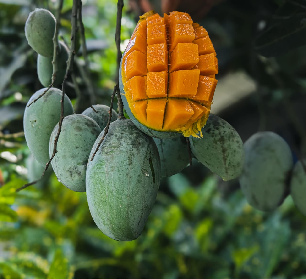 আম্রপালী আম