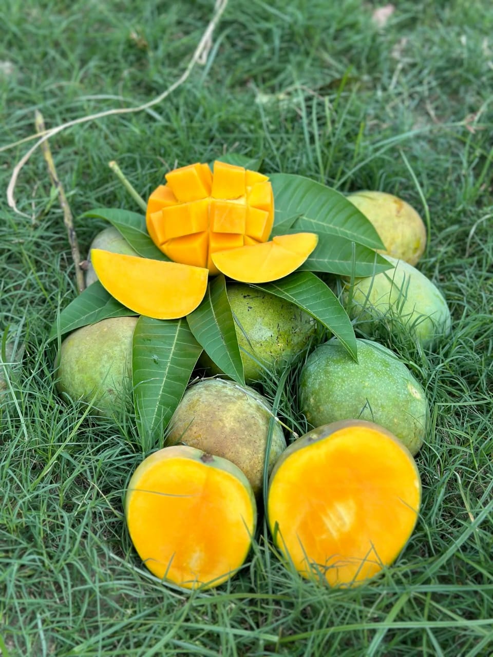 গোবিন্দভোগ আম