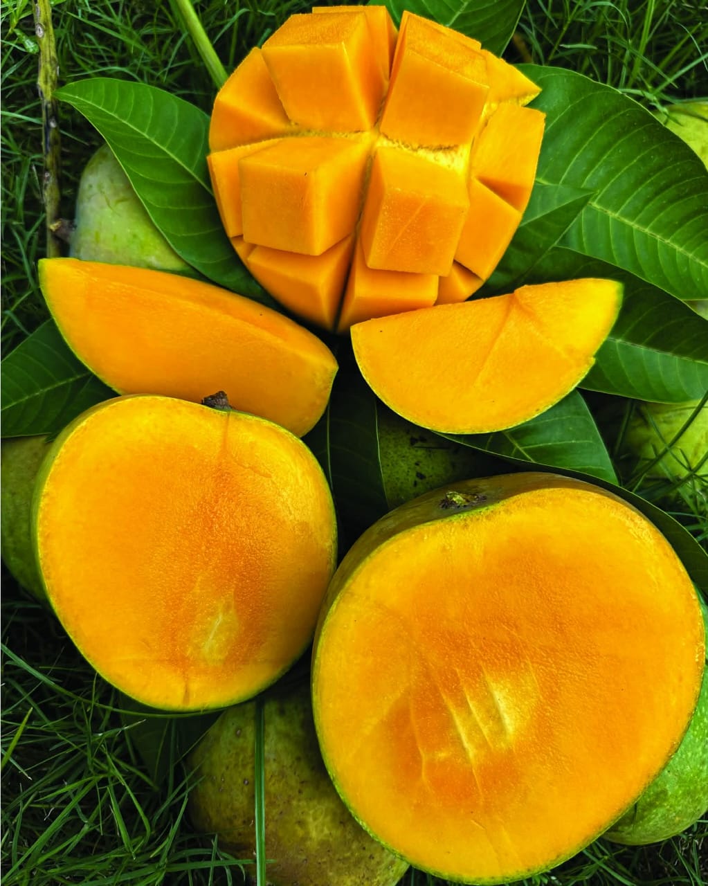 গোবিন্দভোগ আম
