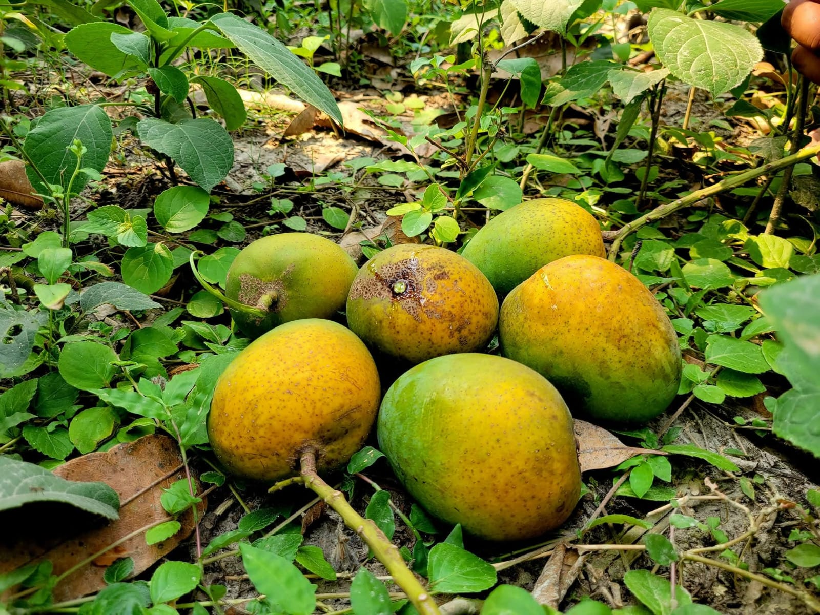 হিমসাগর আম