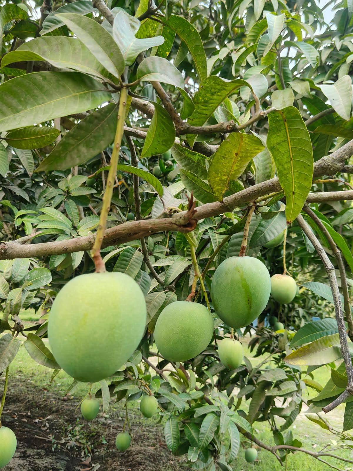 হিমসাগর আম