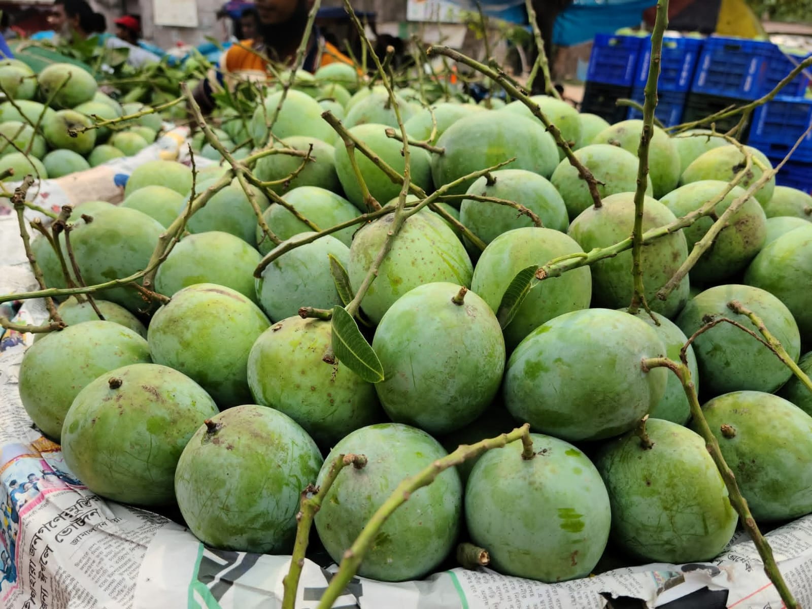 ল্যাংড়া আম